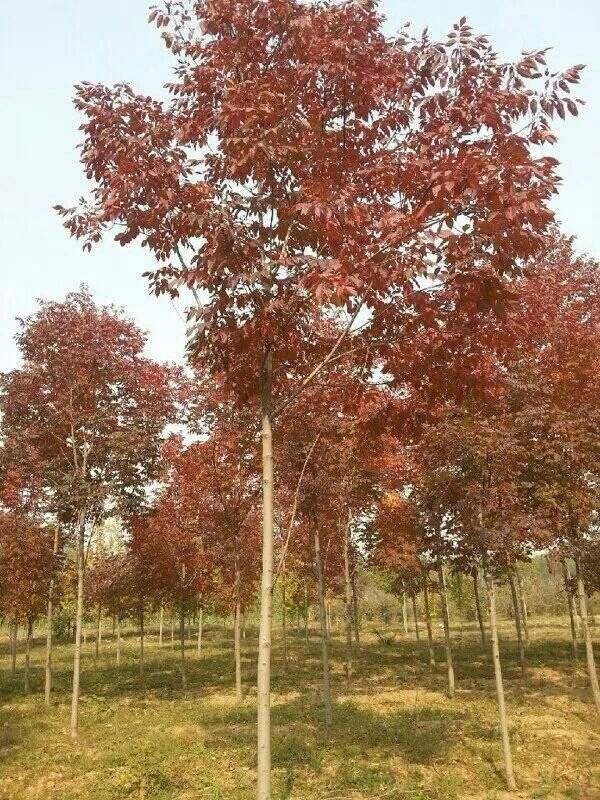 庭院种植什么树名贵,种植哪种树值钱