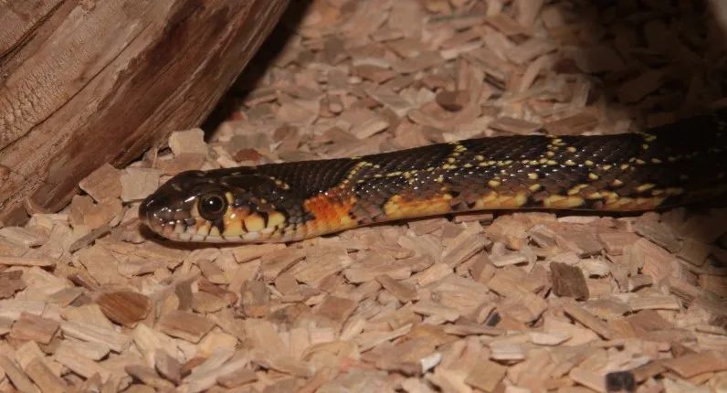 「原来欧洲有这么多种蛇？！」偷师卡塞尔的豢龙大师·下