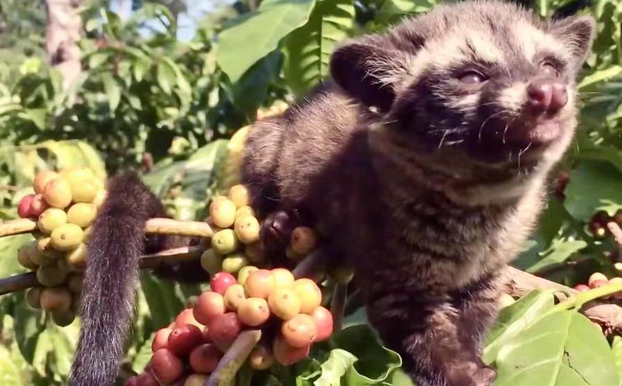 云南小伙李满雄，异国拾“粪便”变“黄金”，成就跨国商业龙头