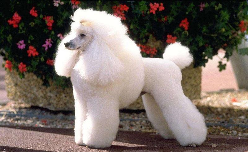 十种最好养的狗狗优缺点,十种最好养的狗狗优缺点是什么