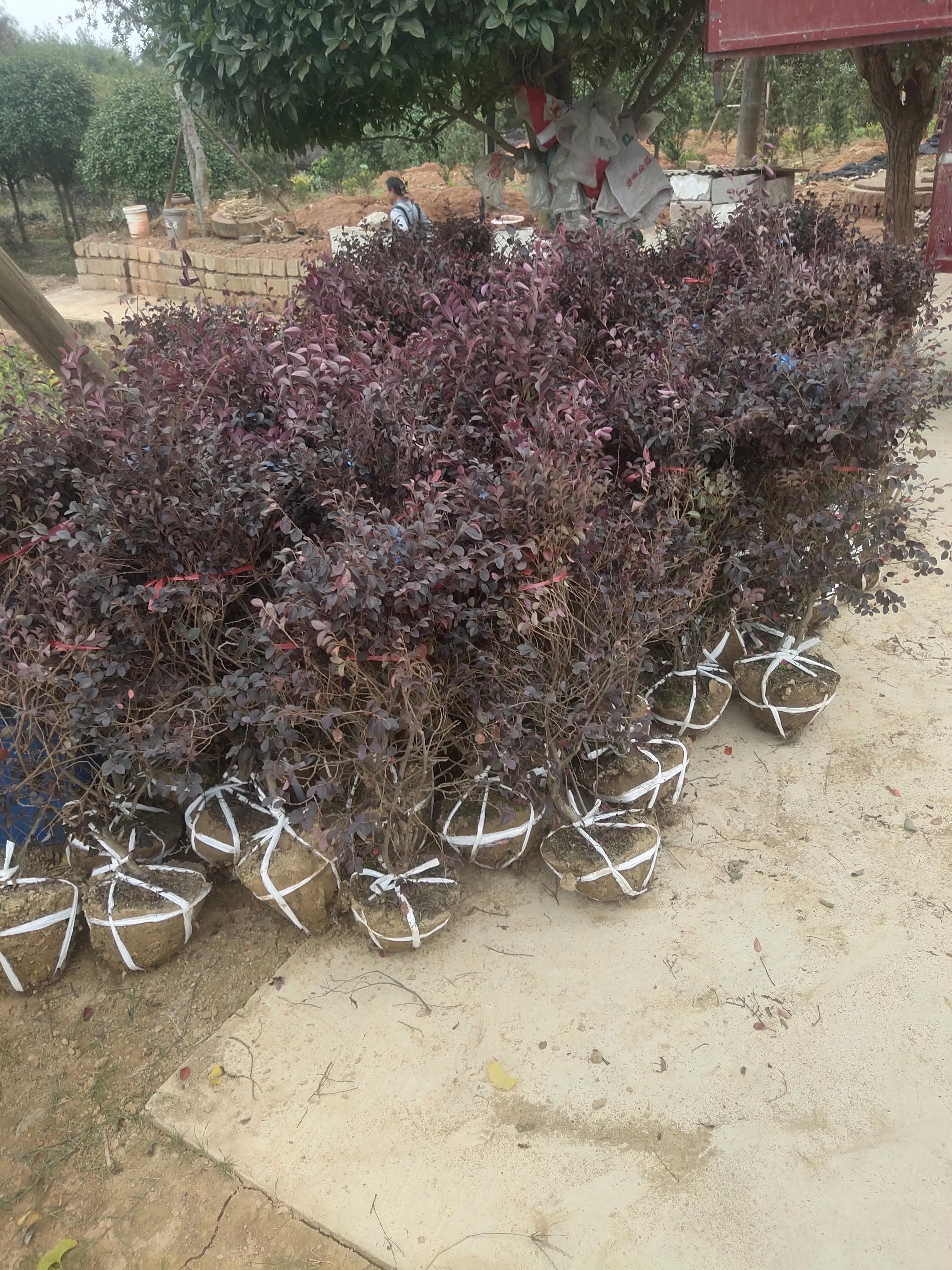 全国乡村振兴九大经济树种,乡村振兴的植树造林成果