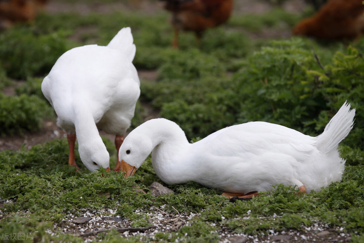 禽病基础知识科普——鸭瘟