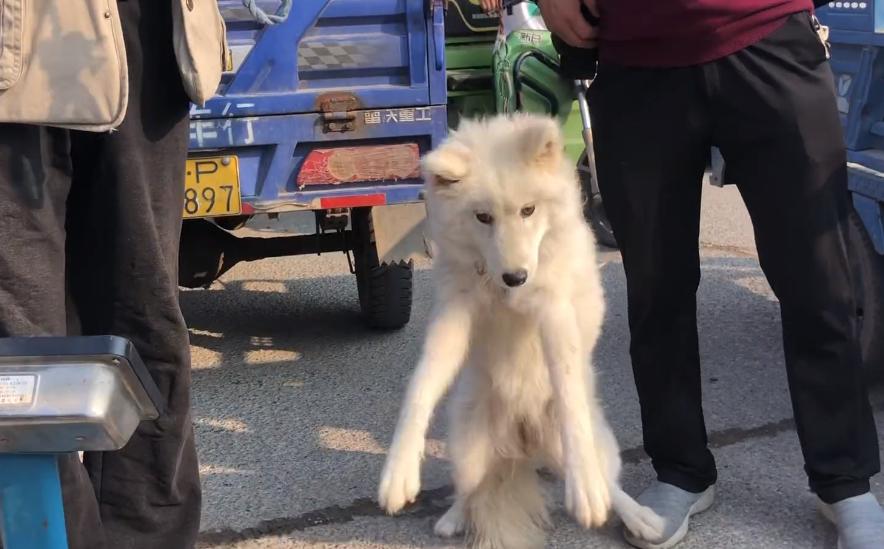 800块萨摩耶幼犬,800元萨摩耶
