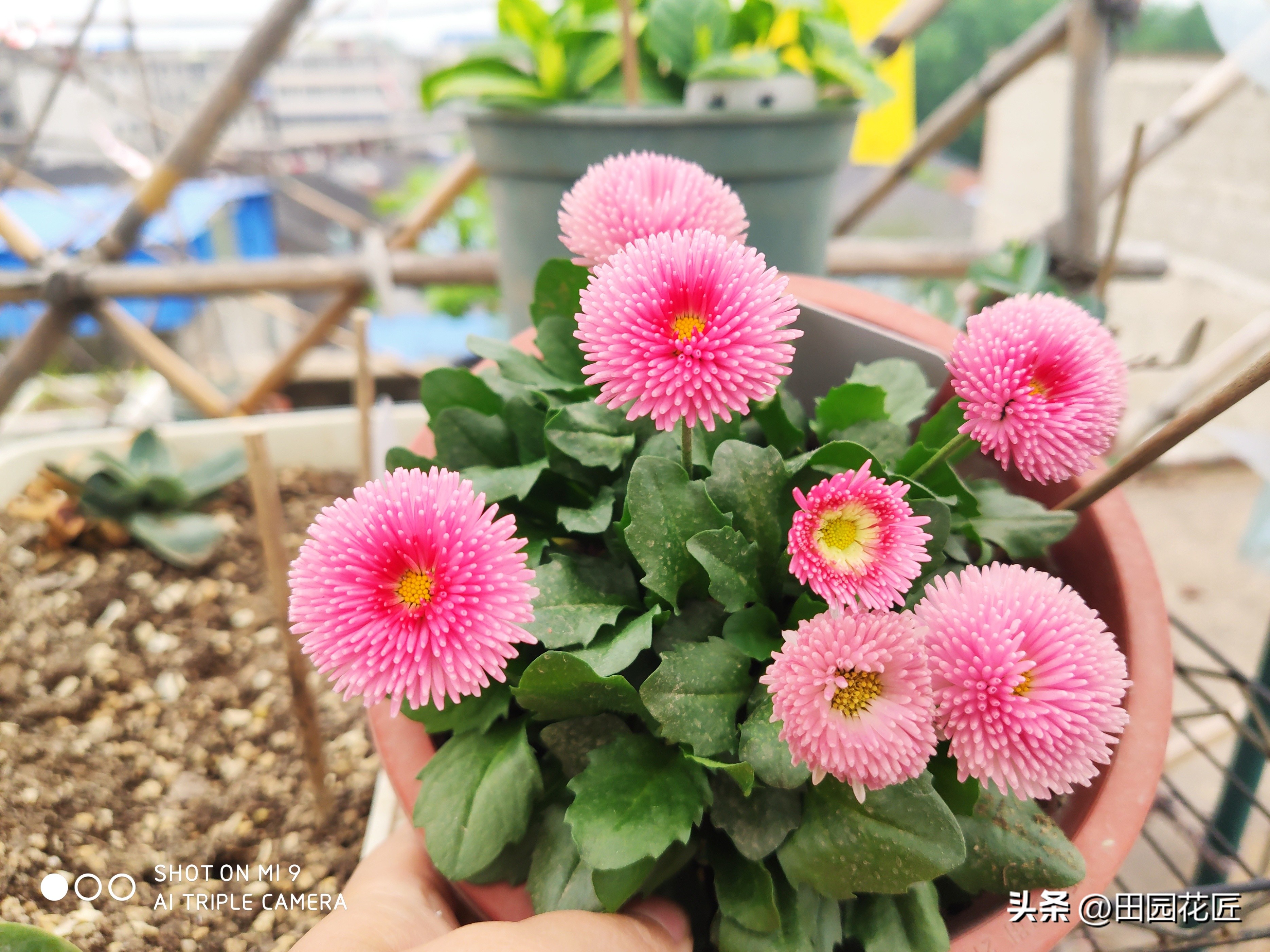 雏菊花期到了,当前该怎样养护才能让它花开的更多,花色更艳丽?