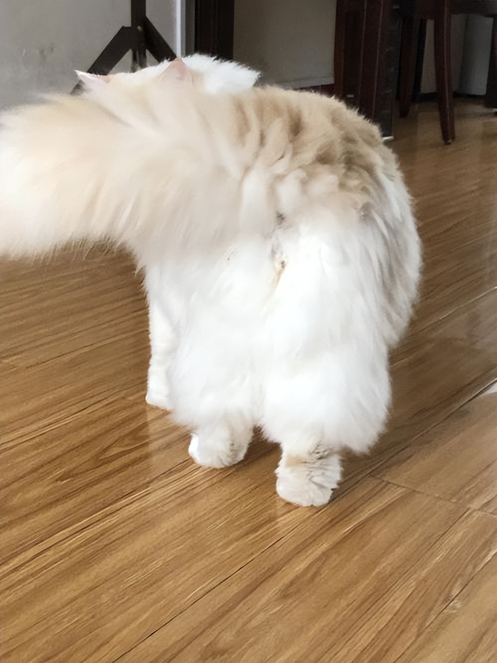 给猫咪洗澡有哪些注意事项,给猫咪洗澡的七个注意与十个步骤