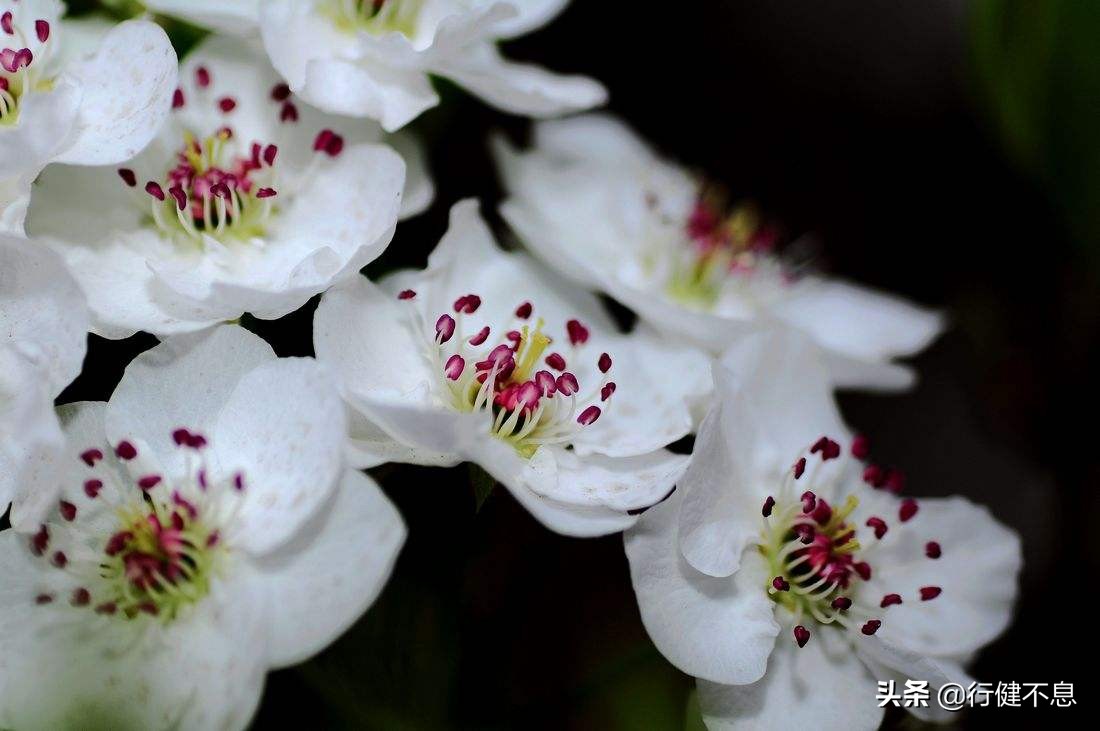 洒落最经典十首梨花诗句,赞美梨花一枝春带雨的诗句