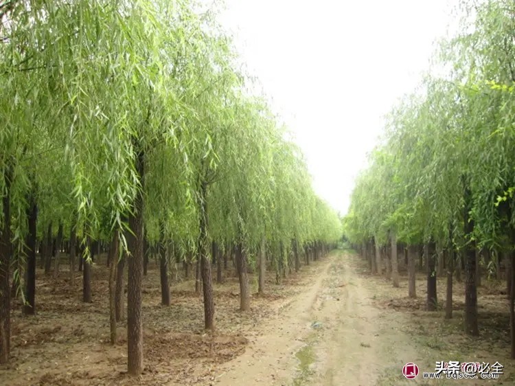 苗木行业发展特征分析,苗木现状与前景