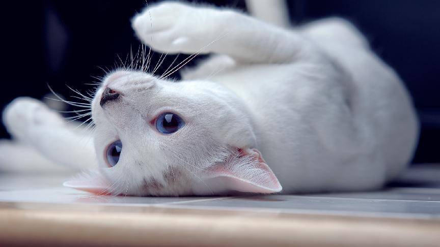 朗诺冻干和k9冻干哪个好,meow冻干和k9冻干哪个好