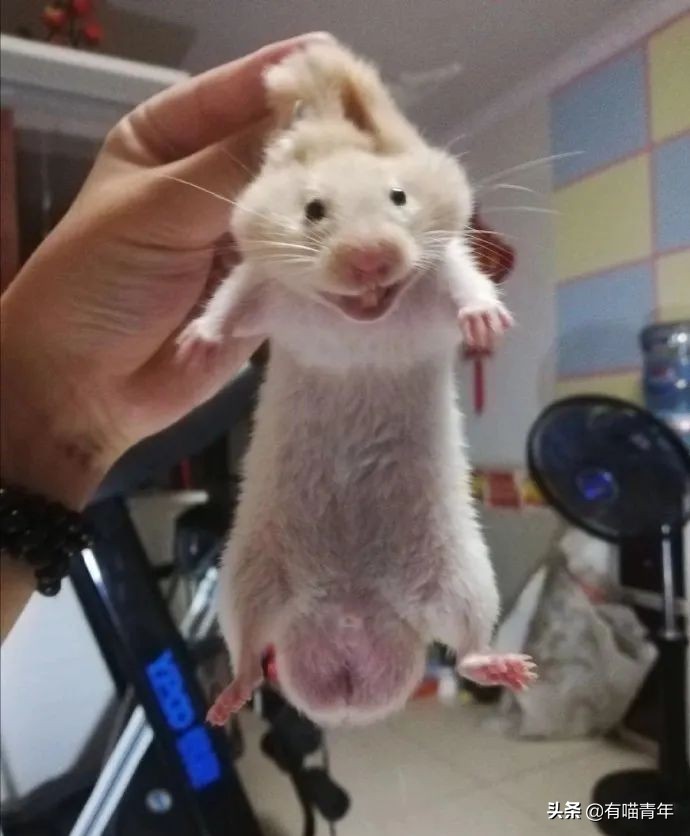 全世界唯一一只世界上最大的猫,世界上最小的体型最大的猫