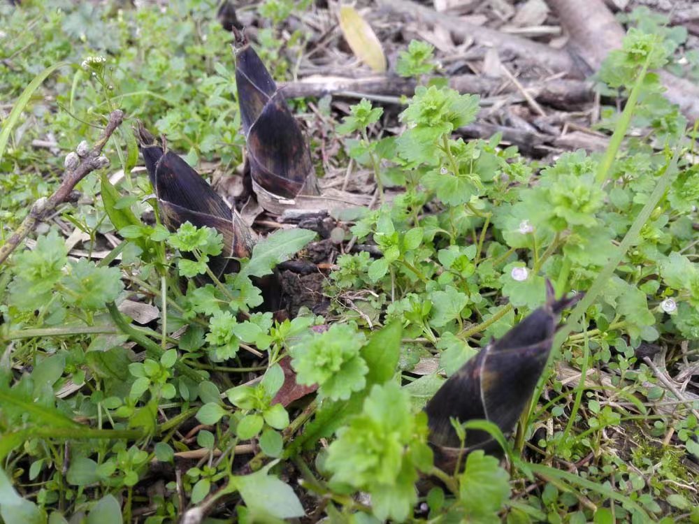 【原创】散文·江南春笋