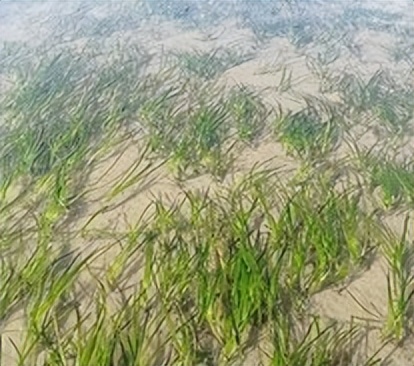 胶东海草房简介,胶东原始的海草房