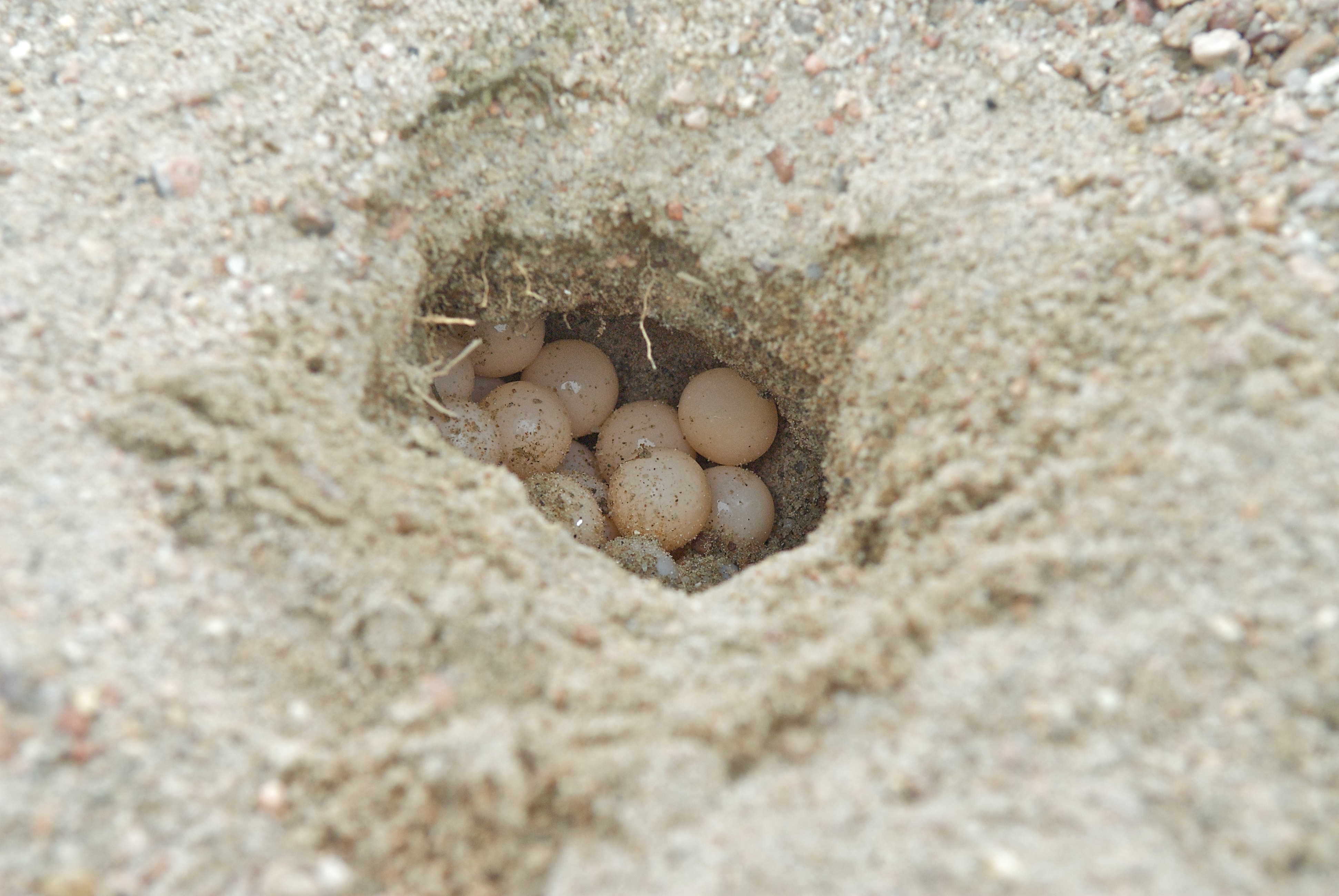 佛罗里达鳖为什么就破坏了生态,佛罗里达鳖是云南入侵物种吗