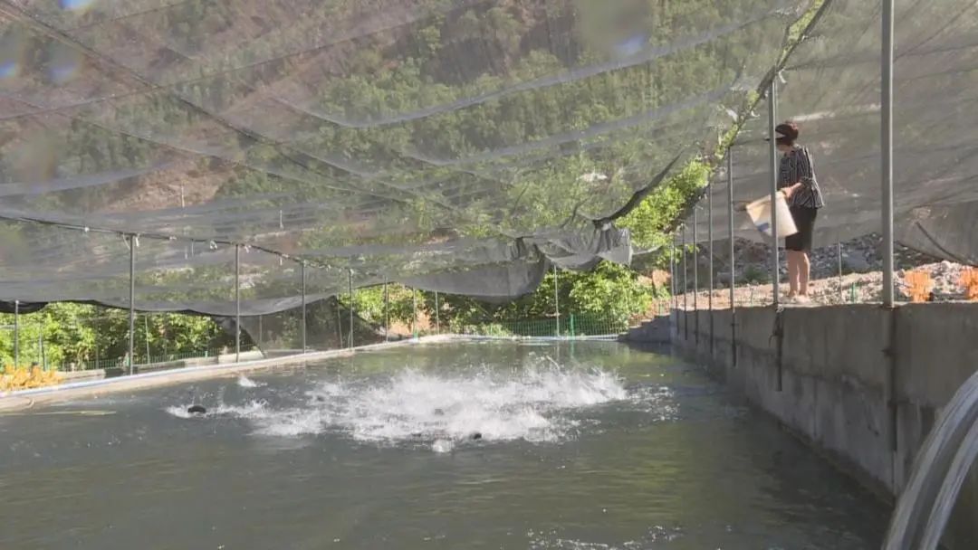 实施冷水渔业振兴,解读乡村振兴养鱼