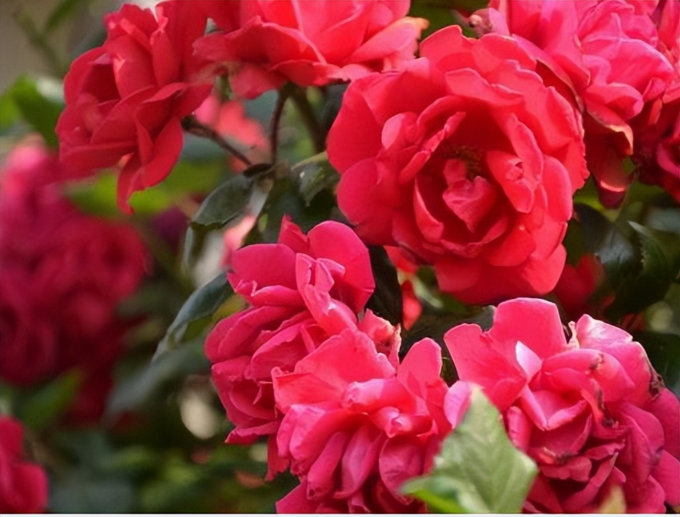 蔷薇花之谜,蔷薇花的传说寓意