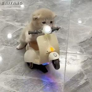 超休闲买量：Rollic盯上抖音洗地毯，PressureWashingRun买量走红