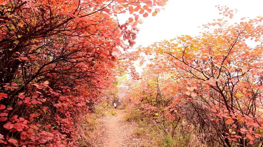广州台山那琴半岛两日游,台山一日游必去景点牛山公园