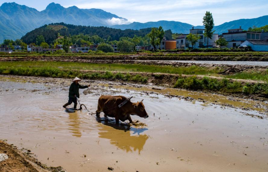 稻田惊现不明生物行动诡异,大山深处不明生物真相大揭秘