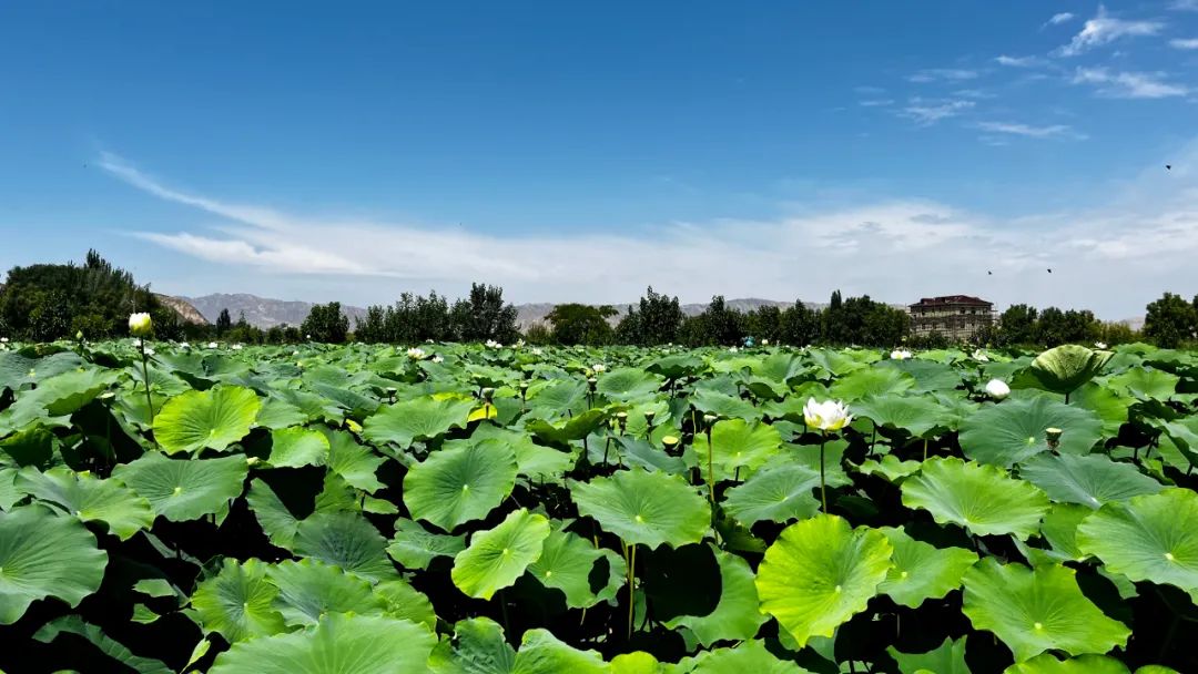 不出兰州，最快半小时到达！这个夏天，总要来趟榆中吧！