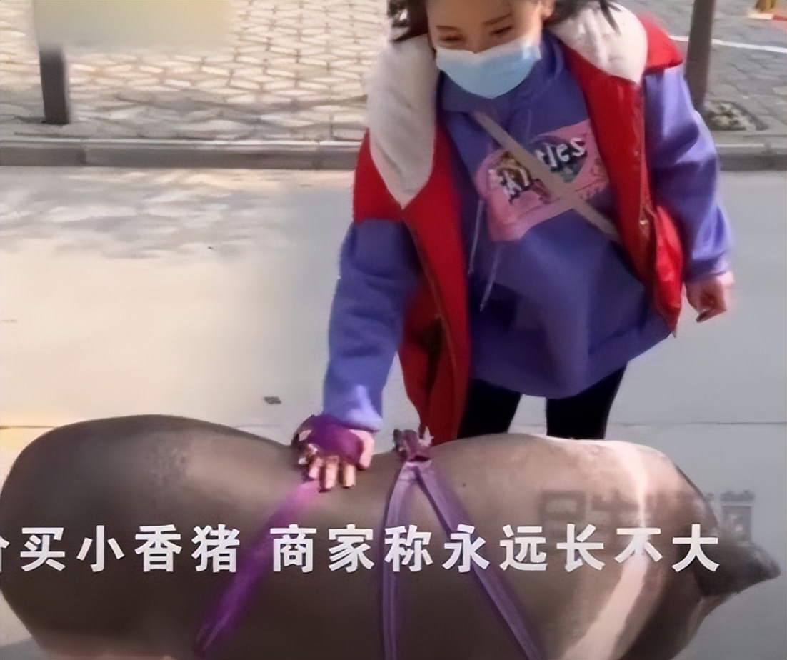 女子网购迷你小香猪,网购迷你小香猪