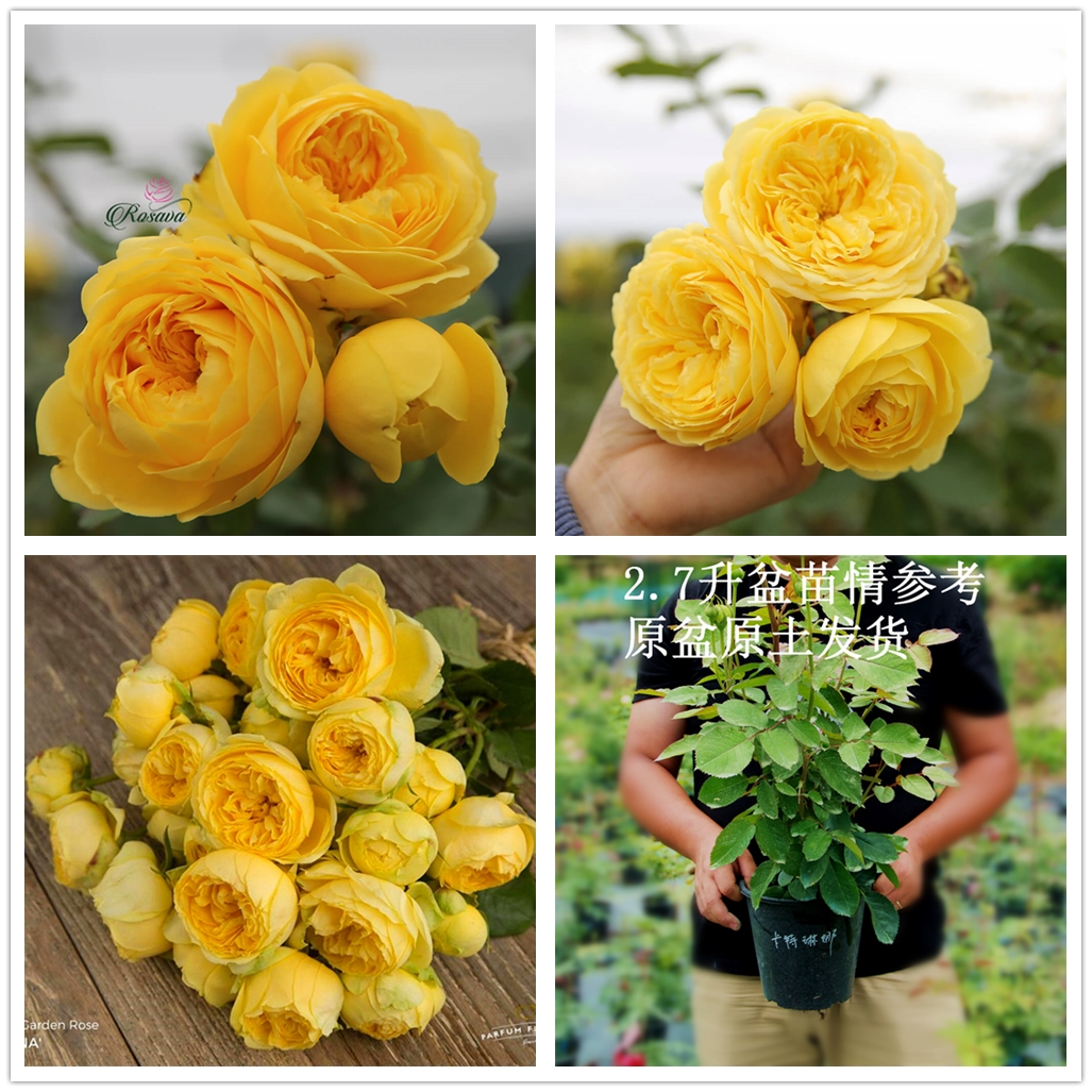 月季嫁接苗好还是扦插苗好,爬藤月季扦插苗好还是嫁接苗好