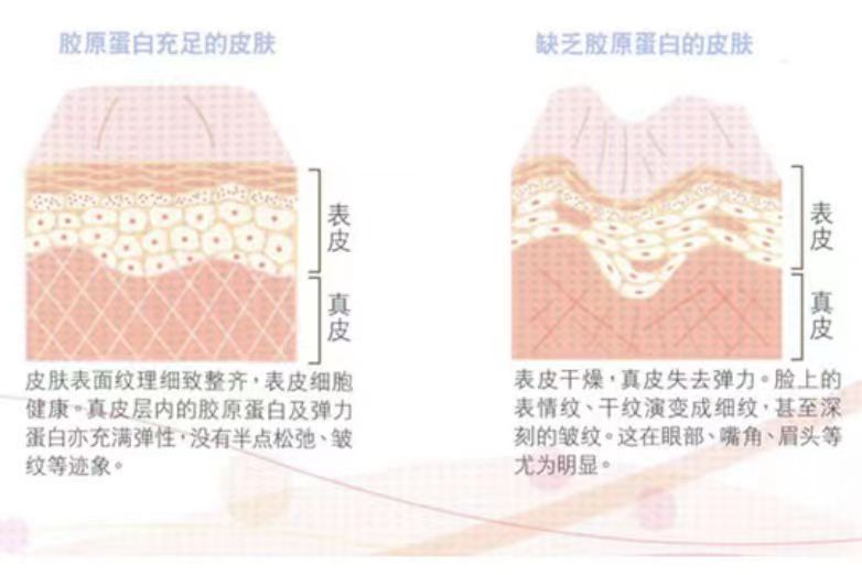吃胶原蛋白肽到底是不是智商税,很多人说喝胶原蛋白靠谱吗