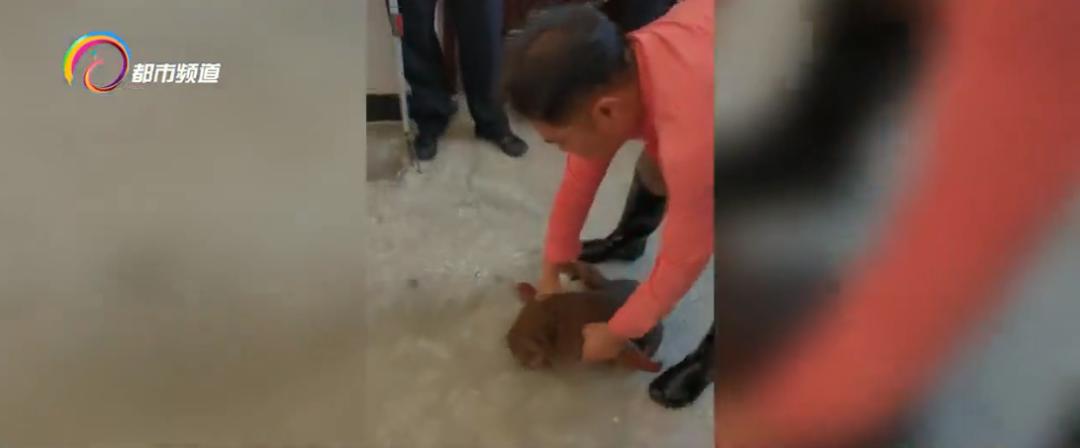 玩印泥、翻文件、爬书柜！“猴哥”大闹办公室，落网了