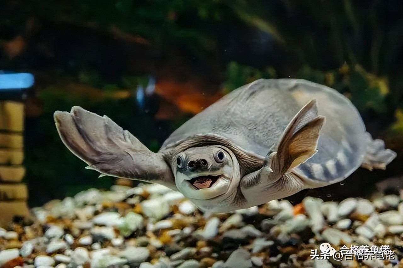 新手养超级小的龟需要注意的事项,龟的饲养方法及注意事项