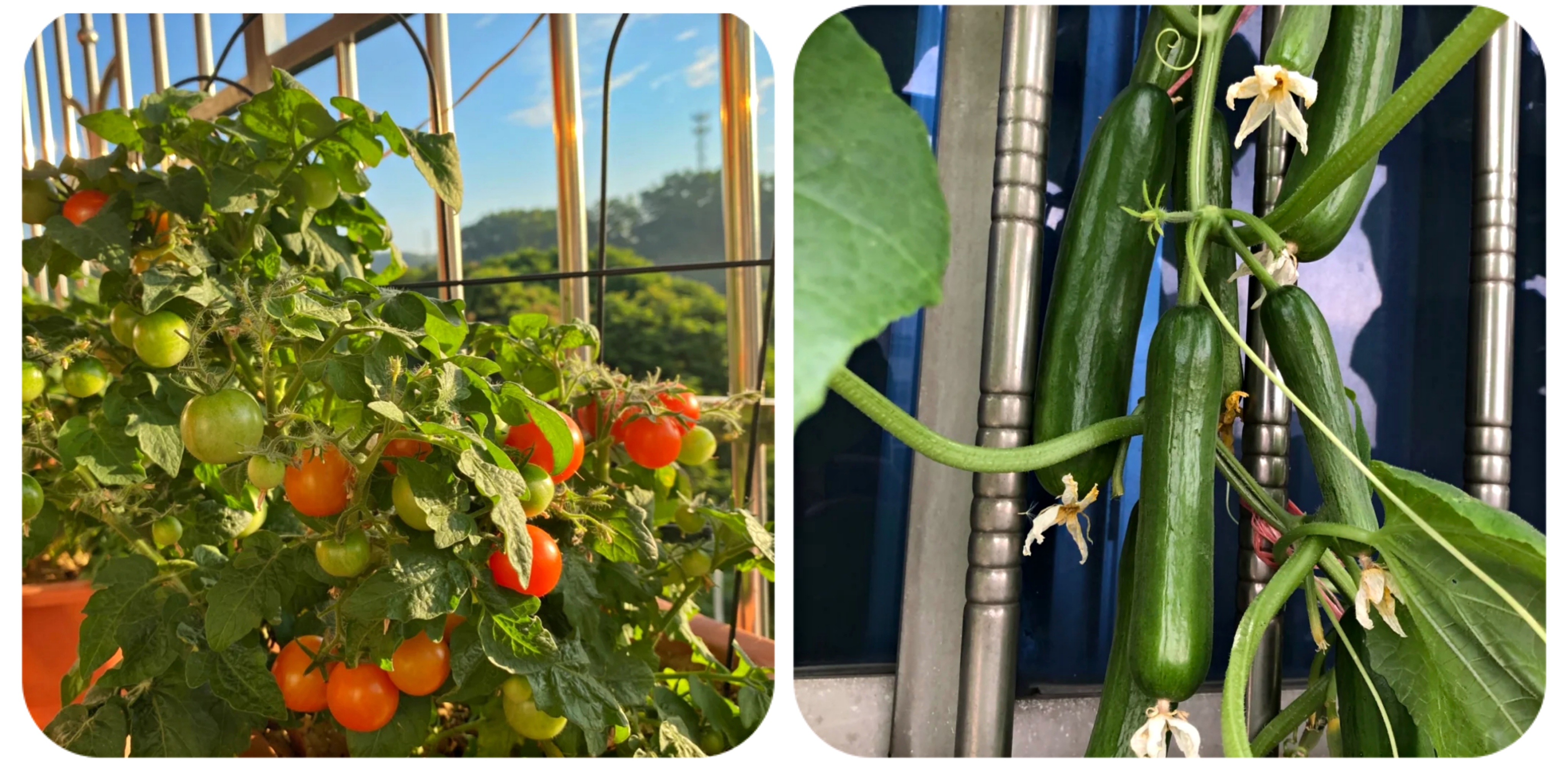 阳台上可以种什么蔬果,阳台上适合种的蔬果