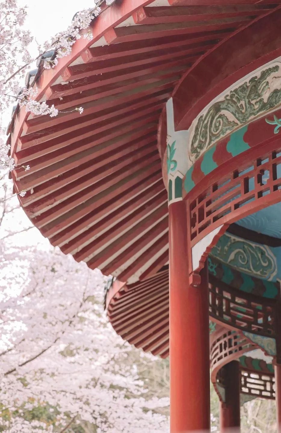 日本100个最佳樱花景点,日本十大樱花景点