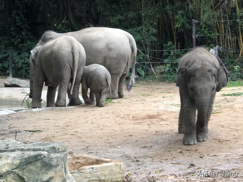 世界大象日了解亚洲象大种群,大象培育巨象