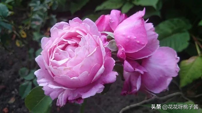 黄色月季哪个品种耐热耐晒抗病强,最耐热耐晒的切花藤本月季品种