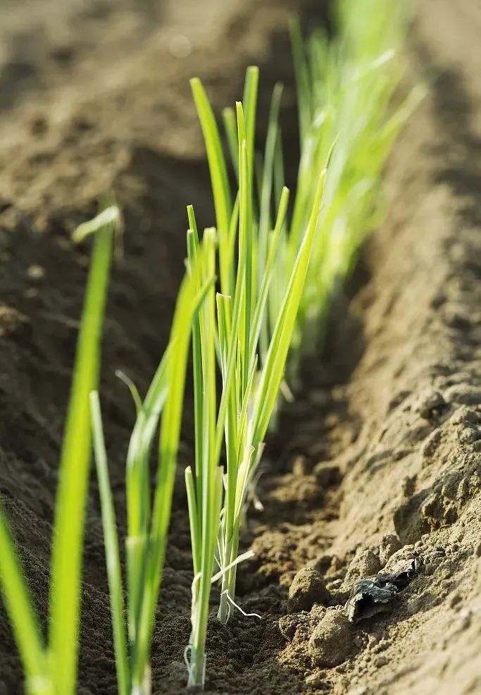 浙江春菜上新品尝春天第一口鲜,春菜正当季快来尝尝春天的味道
