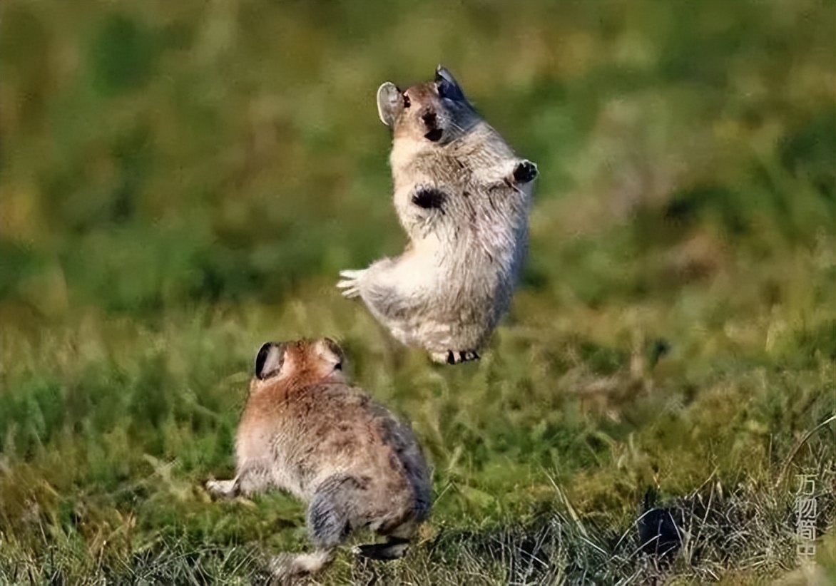 那年那兔那些年的故事,那年那兔那些事儿百年风云