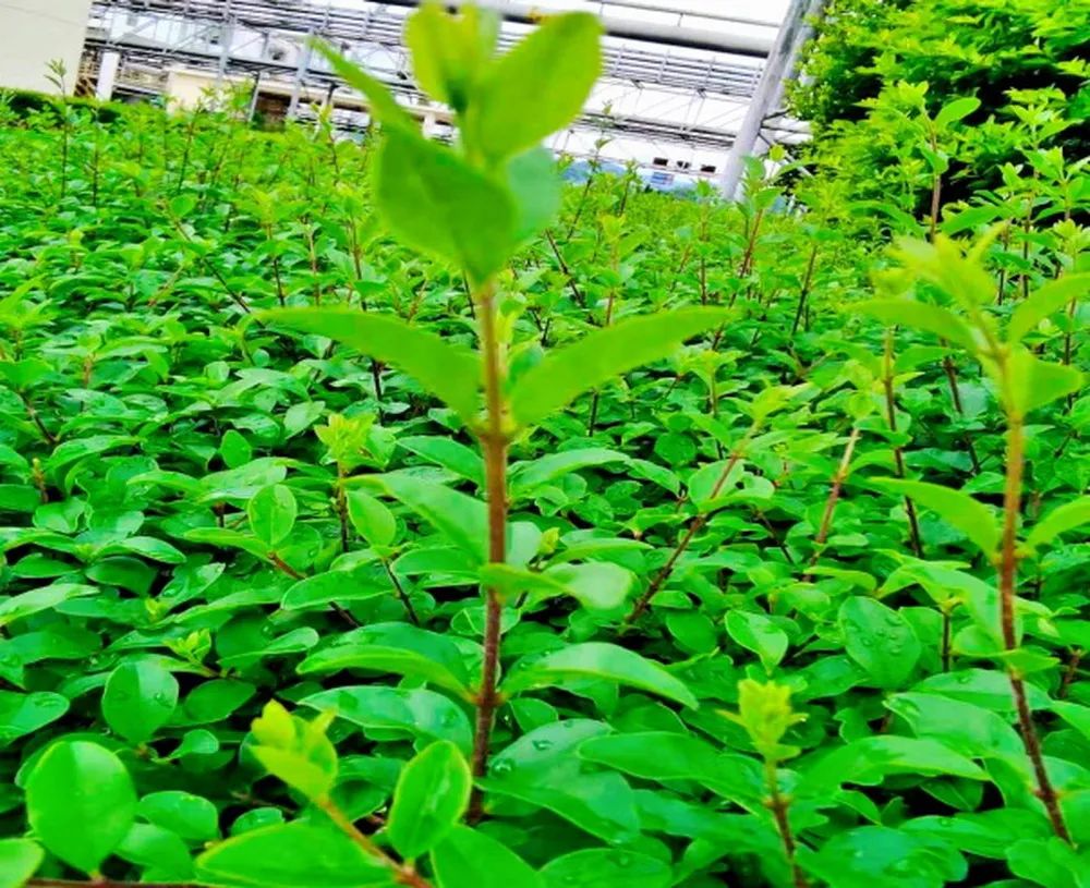 云南绿色制造又添国字号荣誉,国家级绿色工厂云南