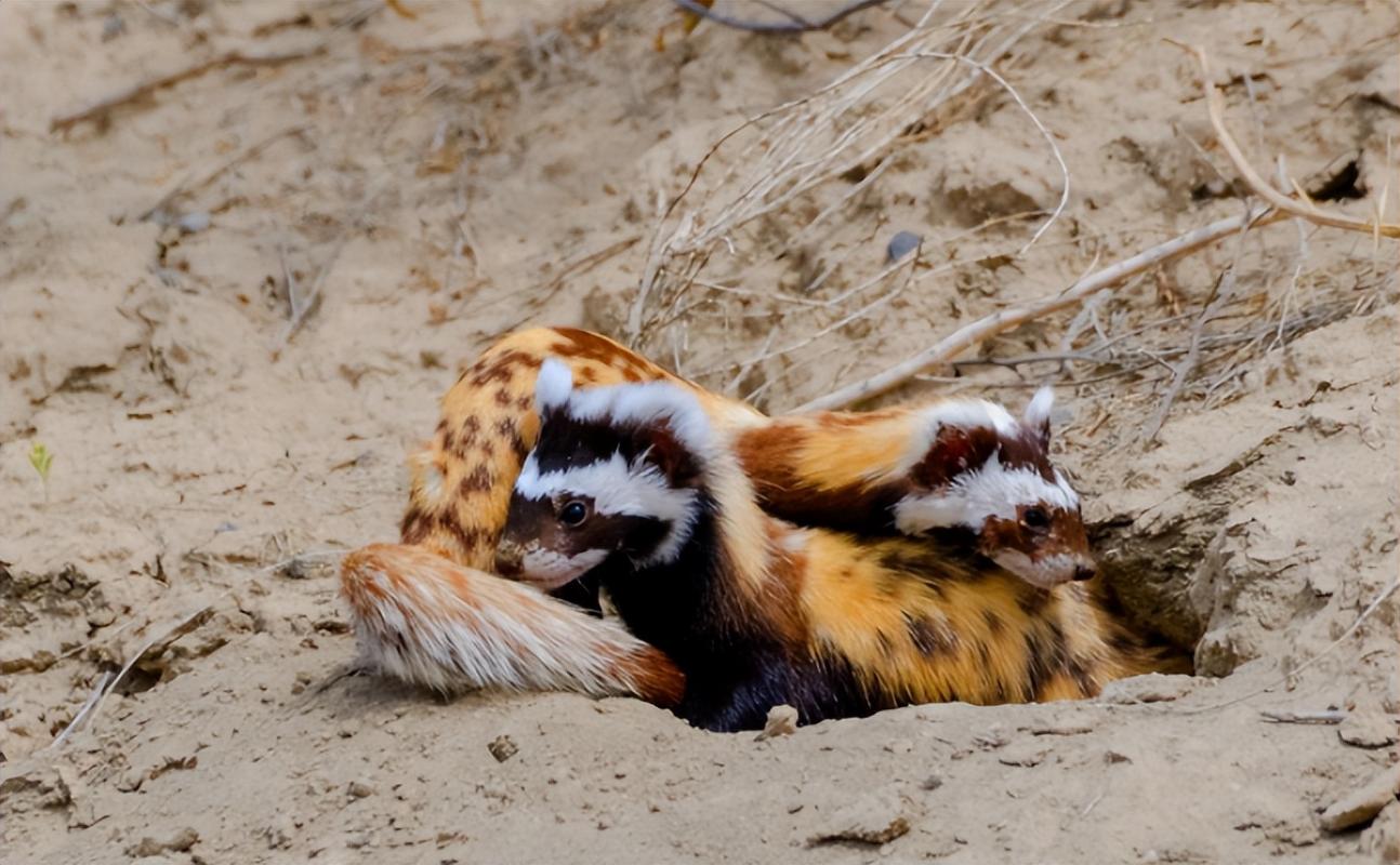 *疆新**出现不速之客，一夜消灭十几窝老鼠，原来是平头哥的小弟