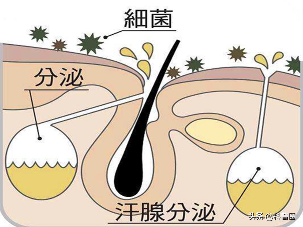 狐臭是怎样得来的视频,狐臭是怎么有的