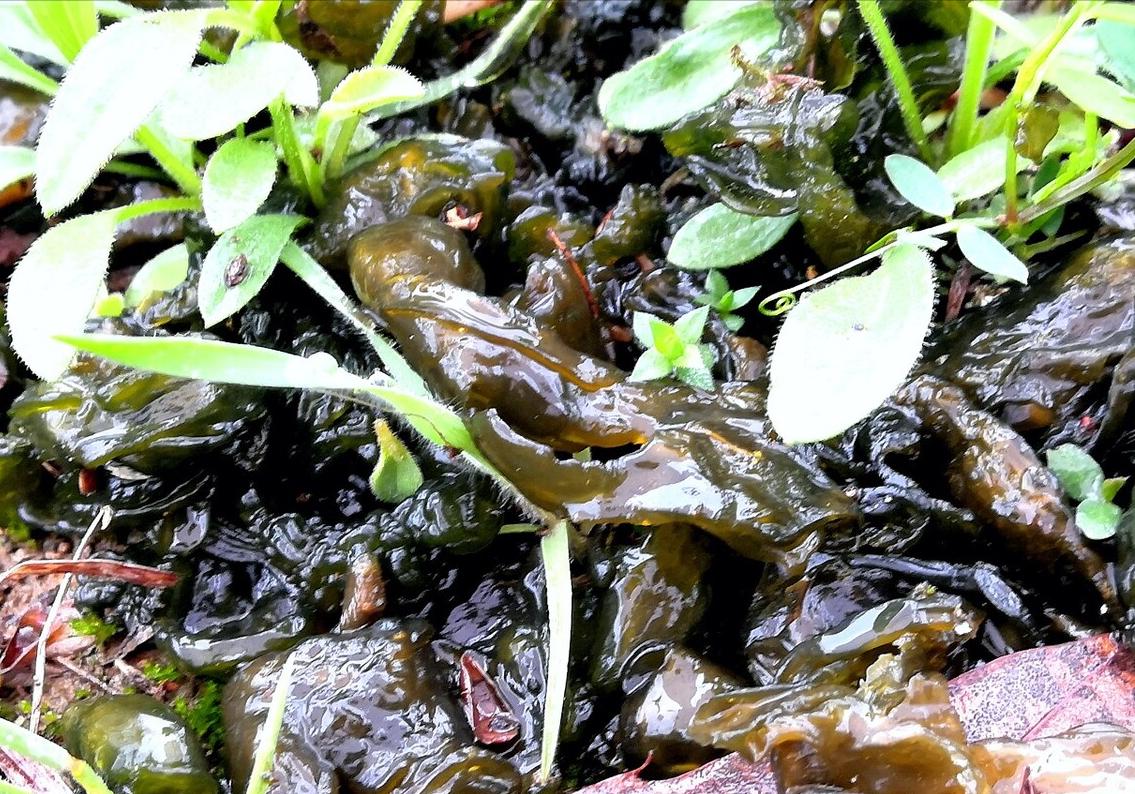 春天挖野菜图片大全,最全野菜图集63种野菜大图鉴