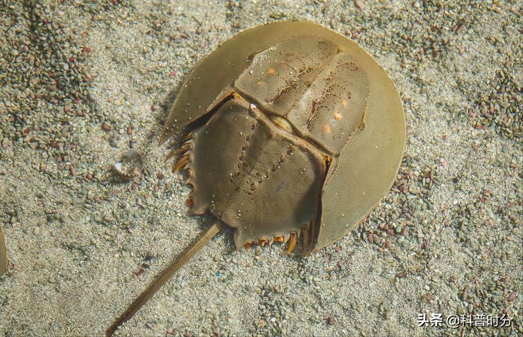 4亿岁生物被疯狂抽血,4亿多年蓝色血液引人类陷入绝境