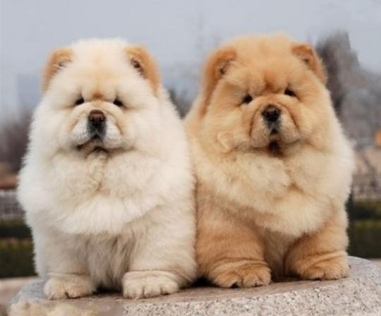 松狮犬怎么训练亲人,怎样养好松狮犬