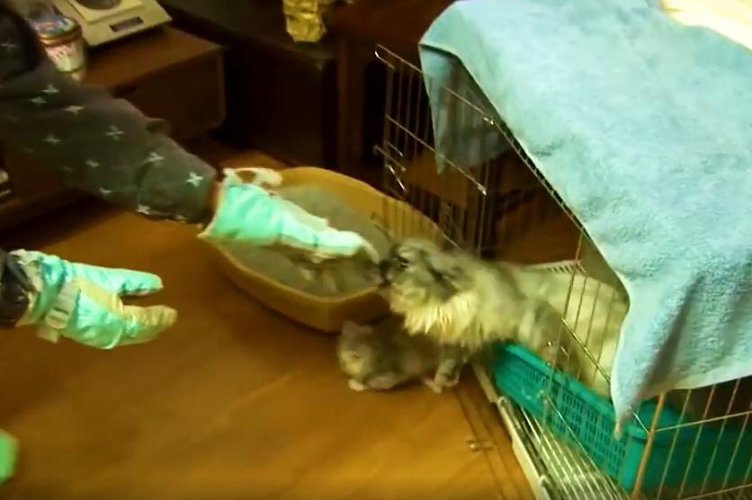 产后抑郁症的猫有什么表现,小母猫产后抑郁什么表现