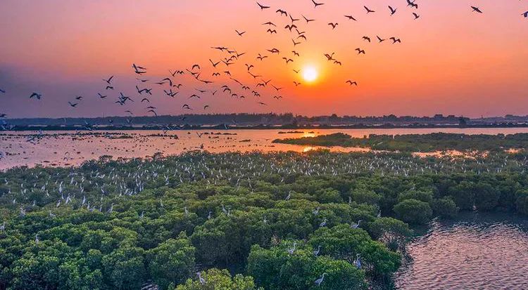 春日出游计划东寨港红树林观鸟游,东寨港红树林观鸟