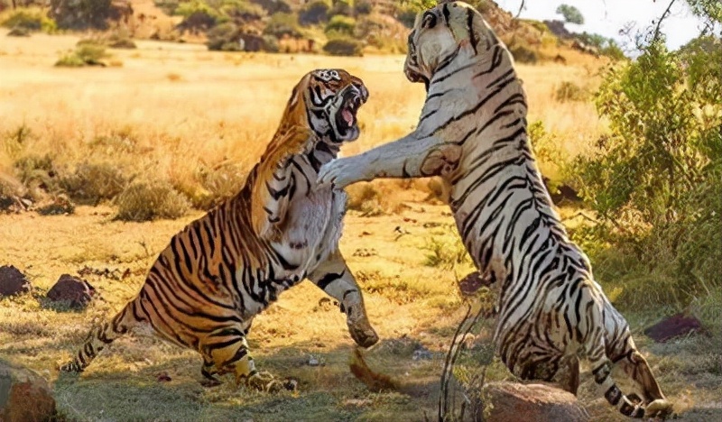 大大小小的动物为什么都害怕老虎,为什么动物第一次见老虎会被吓尿