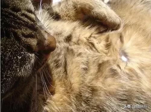 你见过猫咪吞口水吗,猫咪有肚脐眼吗