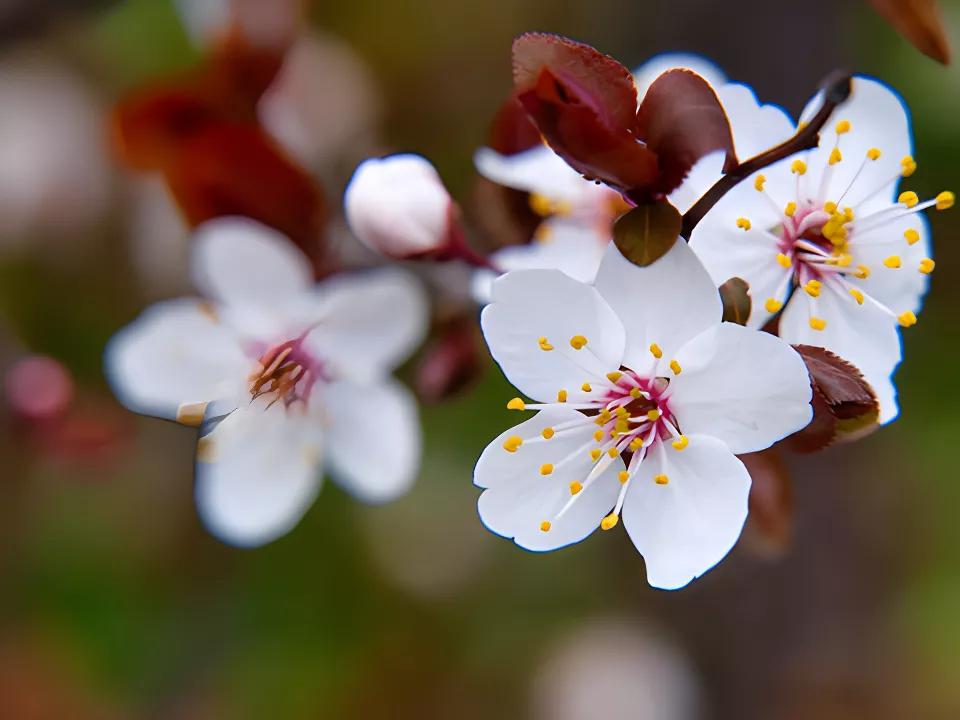 全国乡村振兴九大经济树种,乡村振兴的植树造林成果