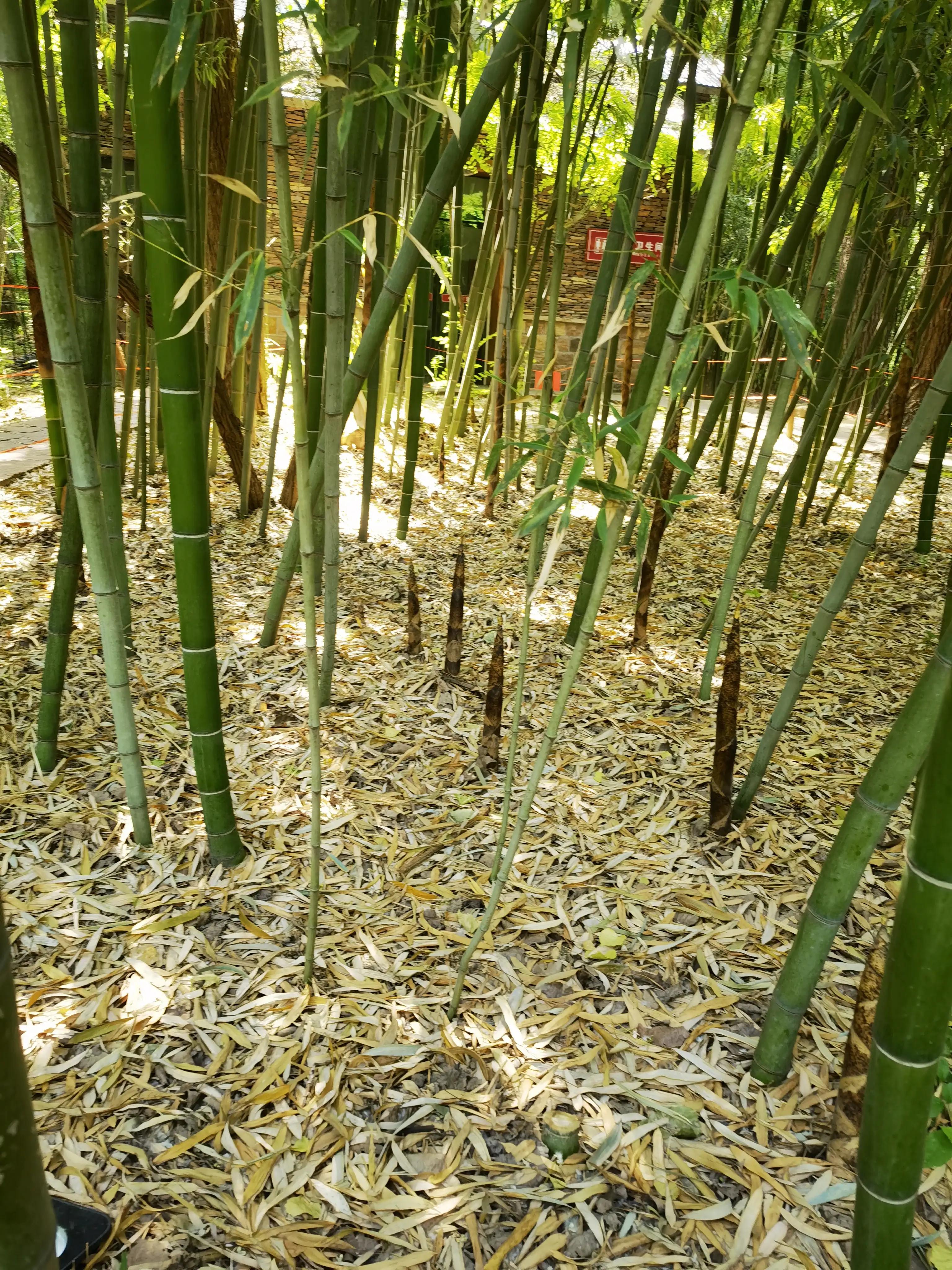 山东自驾游竹林小镇,五一自驾游推荐洞林湖