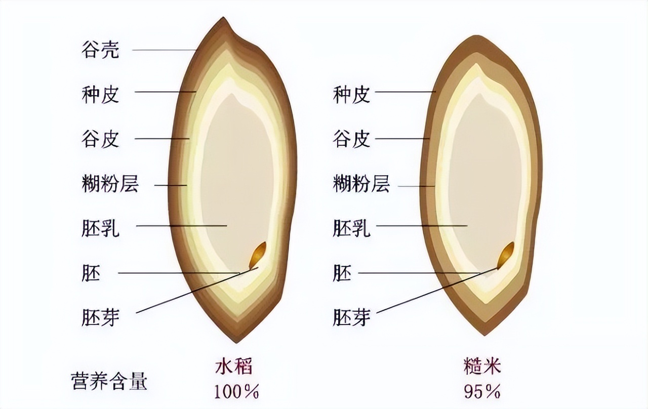 糙米有十种颜色吗,糙米的各种美食