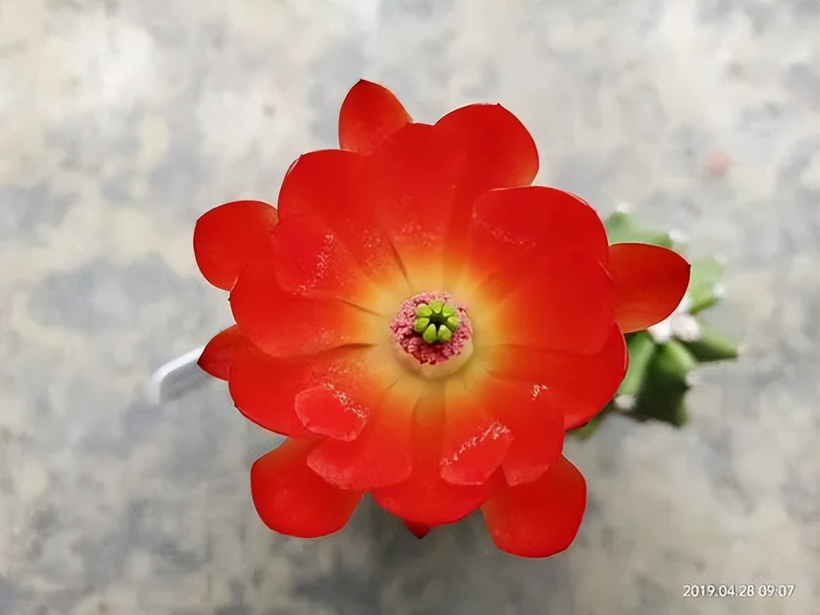 200种·仙人球开花图鉴，大开眼界，美到爆