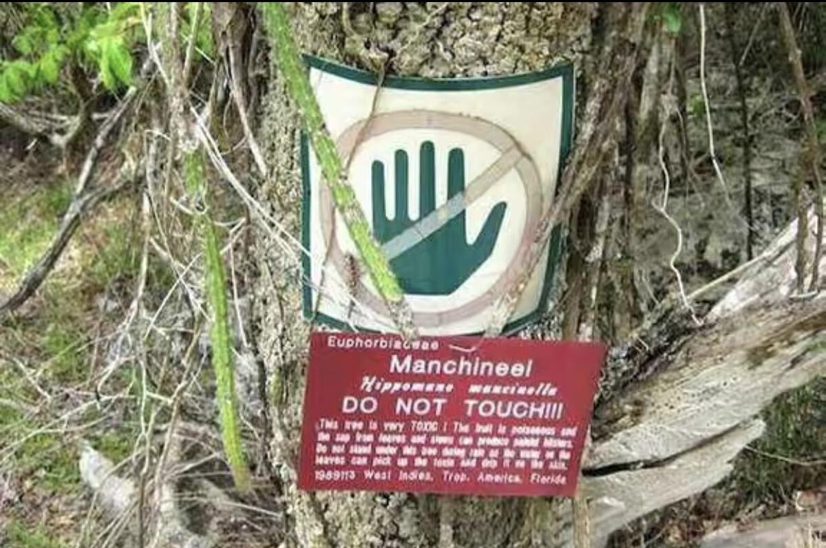 世界上最毒的植物毒番石榴,毒番石榴树能生存多久