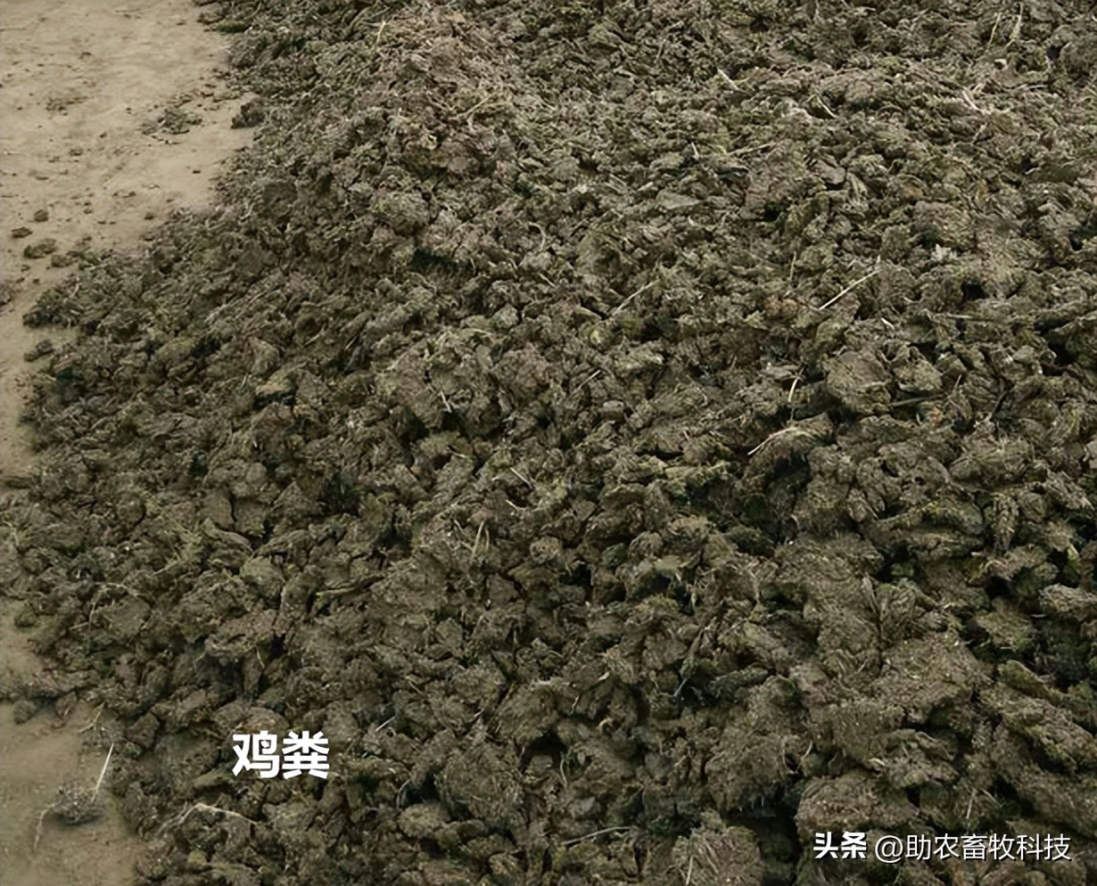 粪类肥料,复合肥鸡粪肥