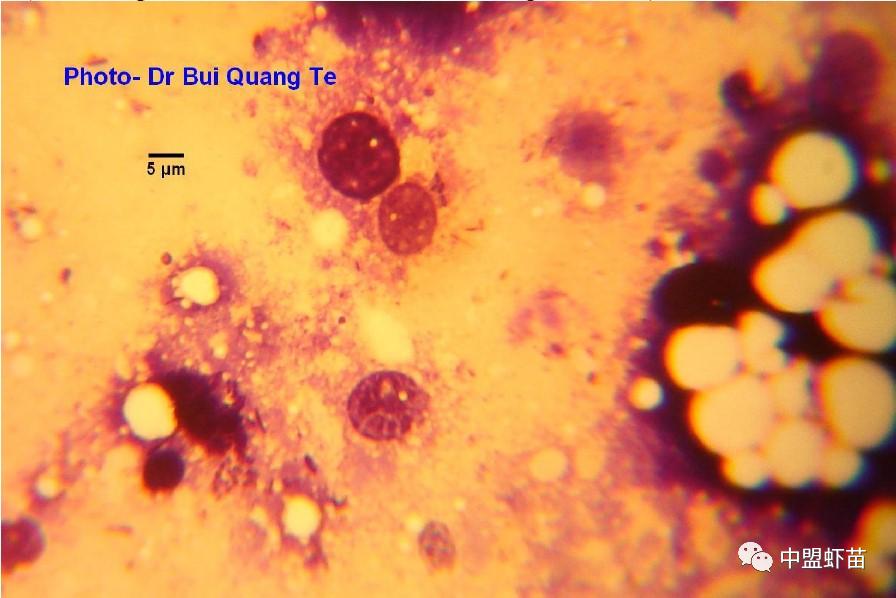 微孢子虫亚门,水产养殖微孢子虫